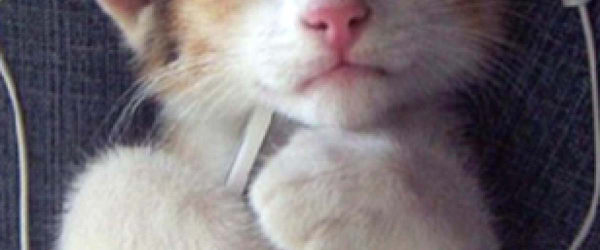 Un homme transforme les miaulements de son chat en un titre électro