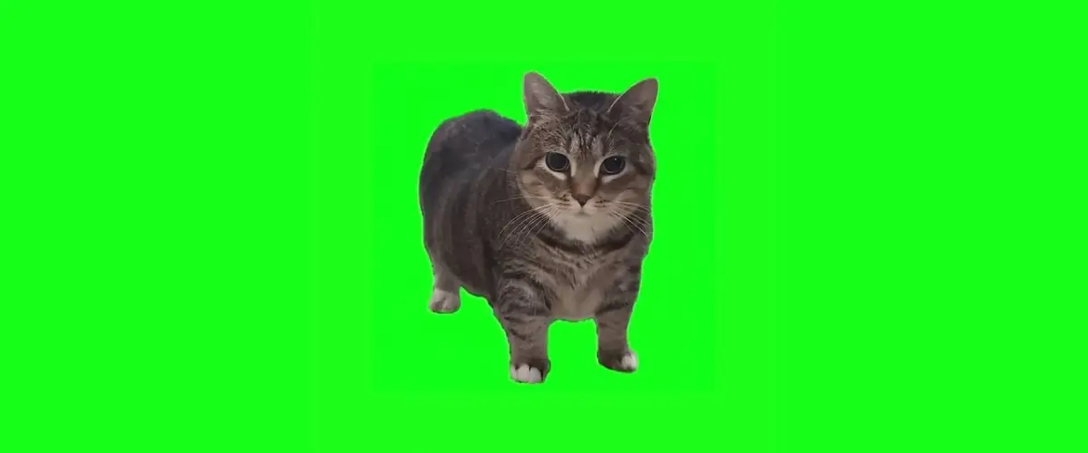 W&W transforme le mème viral Ethel the OIIA Cat en bombe électro !