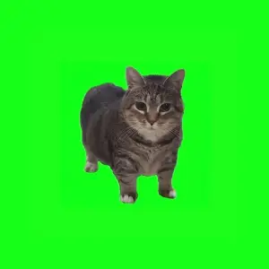 W&W transforme le mème viral Ethel the OIIA Cat en bombe électro !